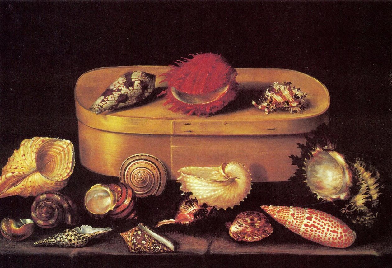 Martwa natura z muszlami autorstwa Jacques Linard