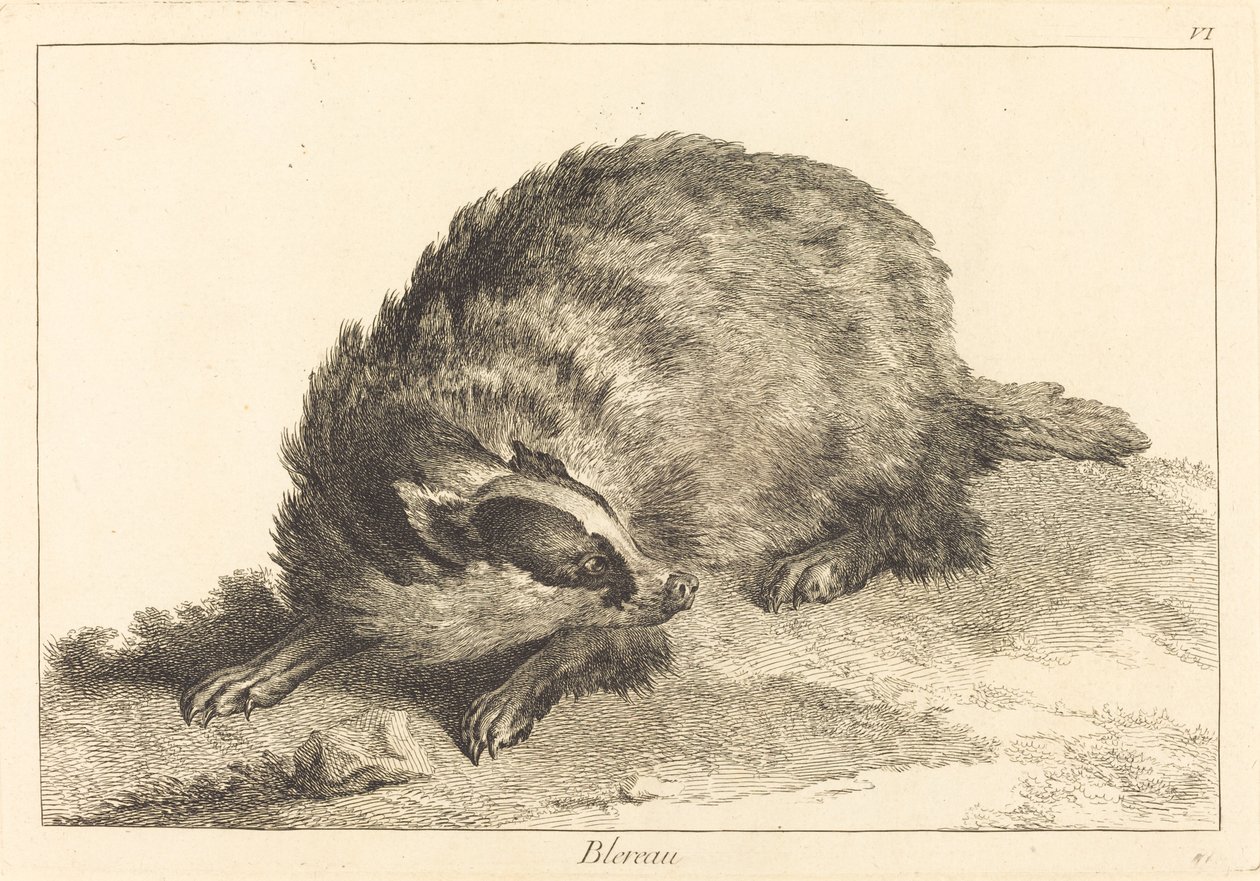 Blereau (borsuk) autorstwa Jacques Philippe Le Bas and Jean Eric Rehn after Jean Baptiste Oudry