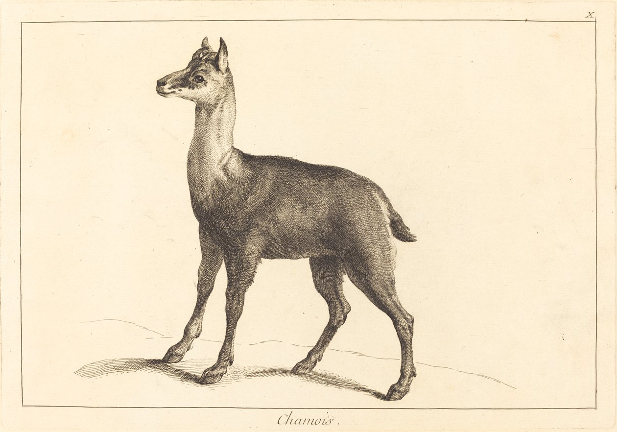 Kozica (Kozica) autorstwa Jacques Philippe Le Bas and Jean Eric Rehn after Jean Baptiste Oudry