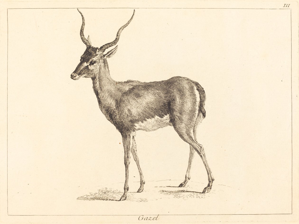 Gazela (Gazela) autorstwa Jacques Philippe Le Bas and Jean Eric Rehn after Jean Baptiste Oudry