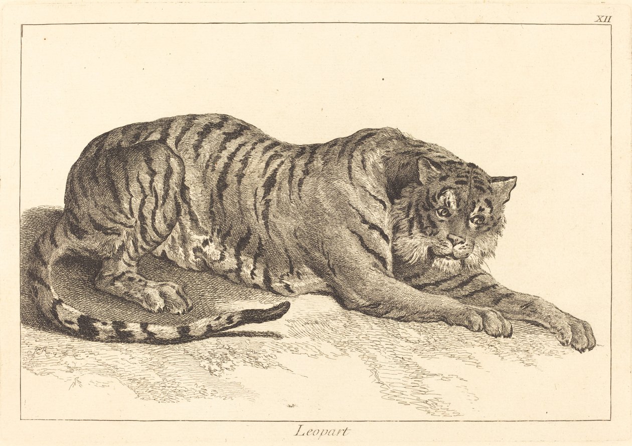 Lampart (Leopard lub Tygrys) autorstwa Jacques Philippe Le Bas and Jean Eric Rehn after Jean Baptiste Oudry