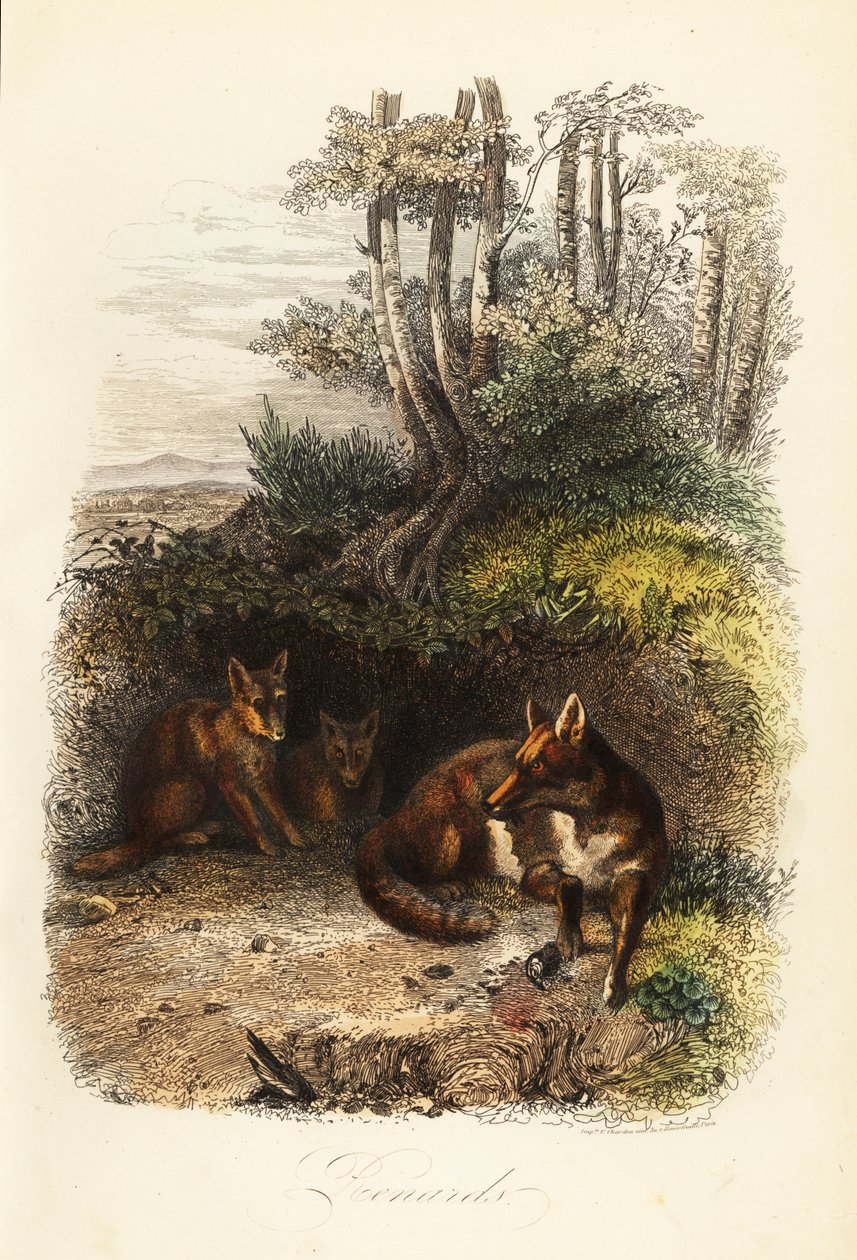Rodzina lisów rudych, Vulpes vulpes, poza den autorstwa Jacques Raymond (after) Brascassat