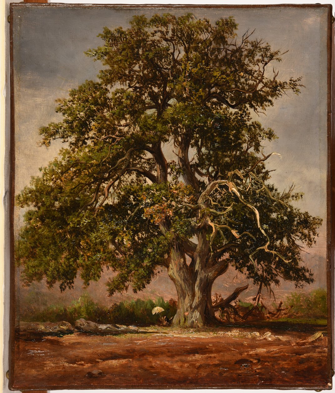 Le Vieux chêne autorstwa Jacques Raymond Brascassat