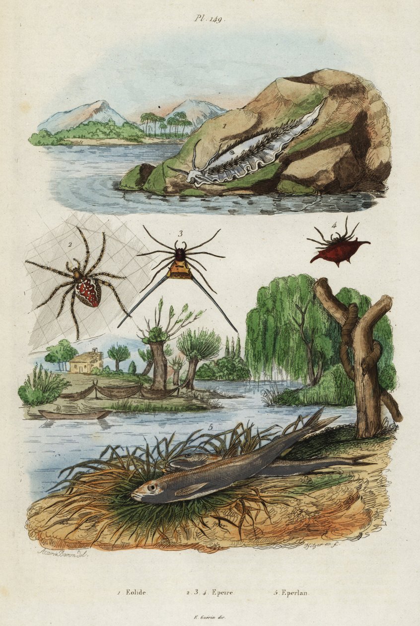 Ślimak morski, pająk ogrodowy i stynka europejska, 1834-1839 (rycina) autorstwa Jacques Reyne Isidore Acarie Baron
