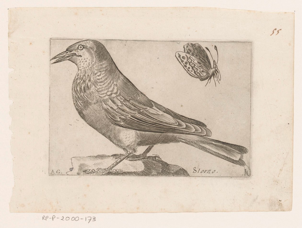 Szpak (Sturnus vulgaris) Storno (tytuł na obiekcie) Ptaki (tytuł serii) autorstwa Jacques de Fornazeris