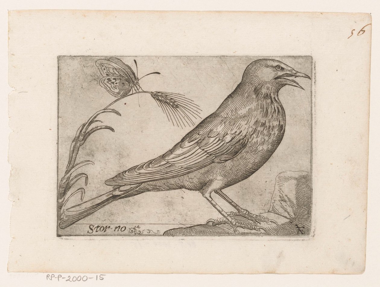 Szpak (Sturnus vulgaris) Storno (tytuł na obiekcie) Ptaki (tytuł serii) autorstwa Jacques de Fornazeris