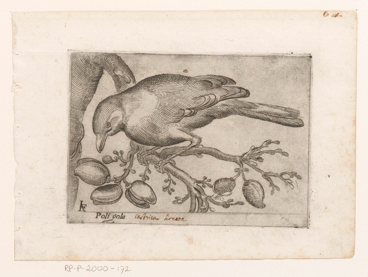 Vogel Poli gola (tytuł na obiekcie) Vogels (tytuł serii) autorstwa Jacques de Fornazeris