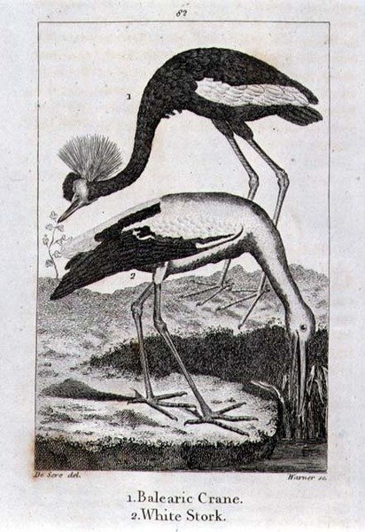 Balearic Crane and White Stork, z „History of the Earth and Animated Nature”, autorstwa Olivera Goldsmitha, opublikowanej w Londynie autorstwa Jacques de Seve