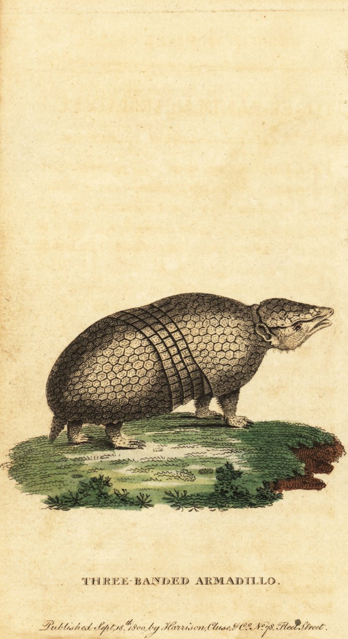 Pancernik trójpasmowy brazylijski, Tolypeutes tricinctus, 1800 (rycina) autorstwa Jacques de Seve