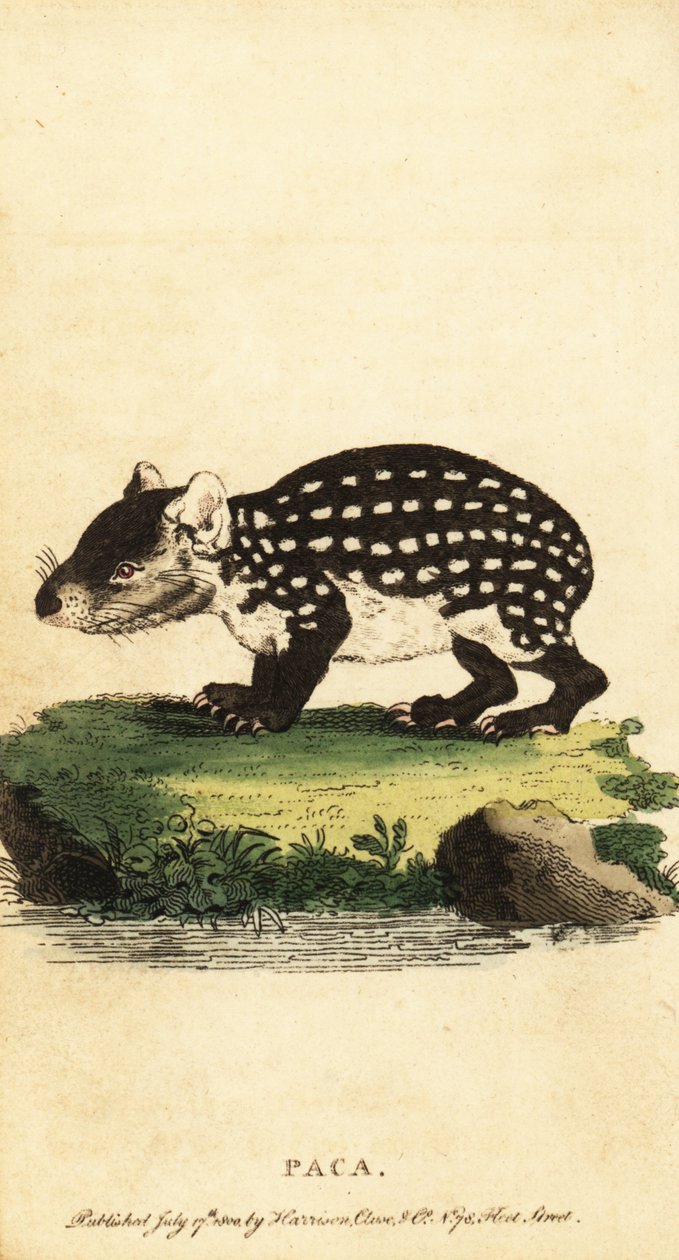 Paca nizinna lub paca cętkowana, Cuniculus paca., 1800 (grawerowanie) autorstwa Jacques de Seve