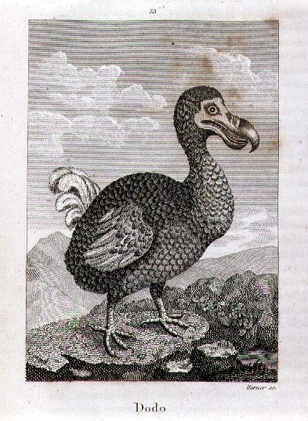 Dodo, z „Historii Ziemi i ożywionej przyrody” Olivera Goldsmitha, opublikowanej w Londynie autorstwa Jacques de Seve