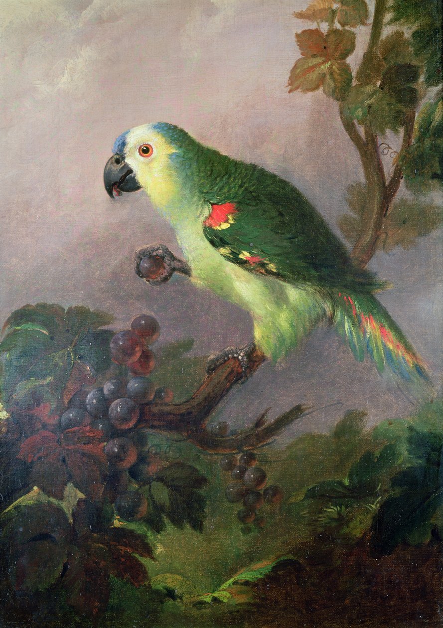 Papuga autorstwa Jakob Bogdani or Bogdany