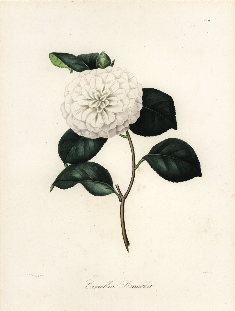 Odmiana Camellia japonica, Camellia bonardii lub Camellia bonnardii autorstwa Jakob (after) Jung