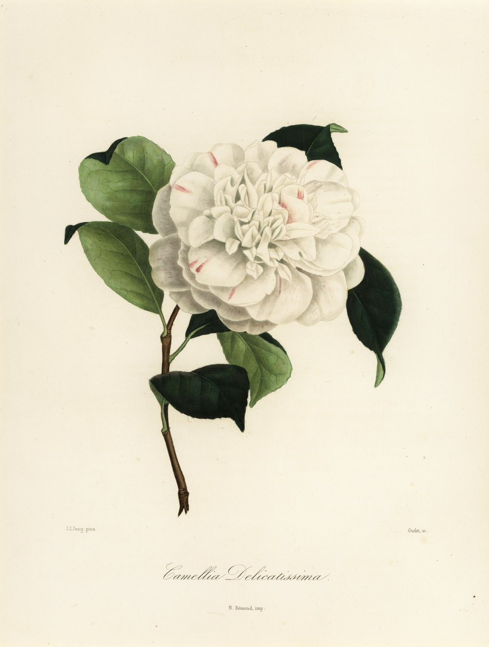 Odmiana Camellia japonica, Camellia delicatissima autorstwa Jakob (after) Jung