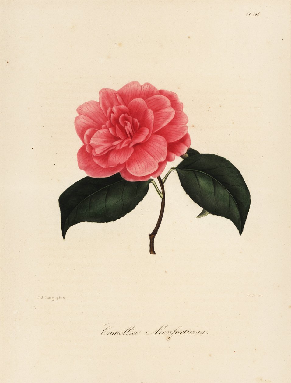 Odmiana Camellia japonica, Camellia monfortiana autorstwa Jakob (after) Jung