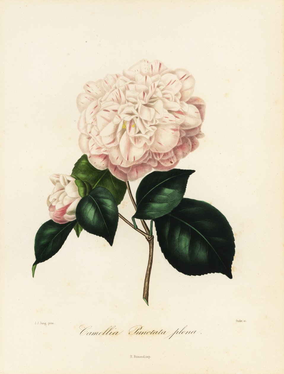 Odmiana Camellia japonica, Camellia punctata plena autorstwa Jakob (after) Jung