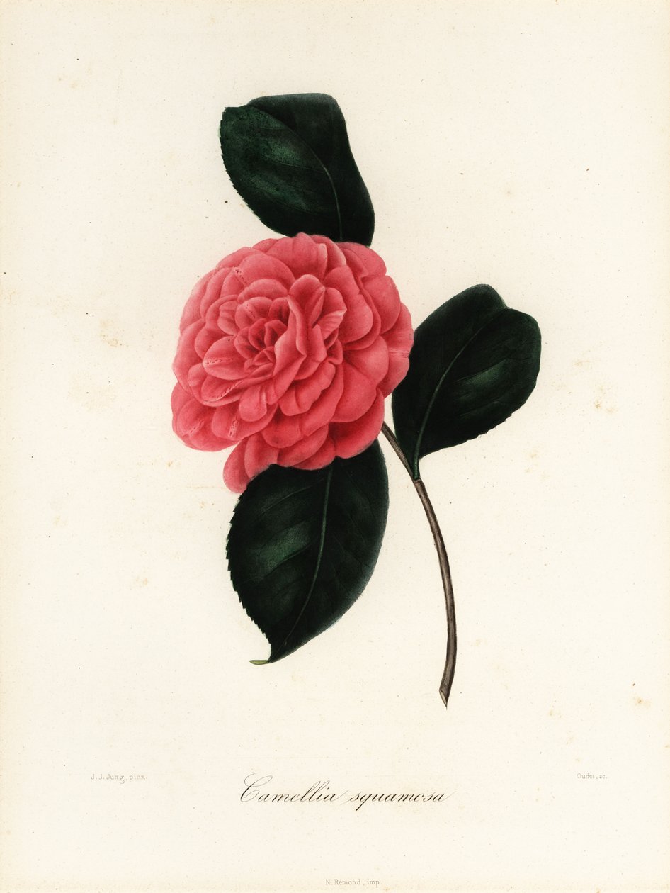 Odmiana Camellia japonica, Camellia squamosa lub Camellia squammosa autorstwa Jakob (after) Jung