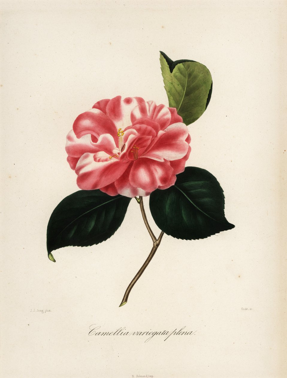 Odmiana Camellia japonica, Camellia variegata plena autorstwa Jakob (after) Jung