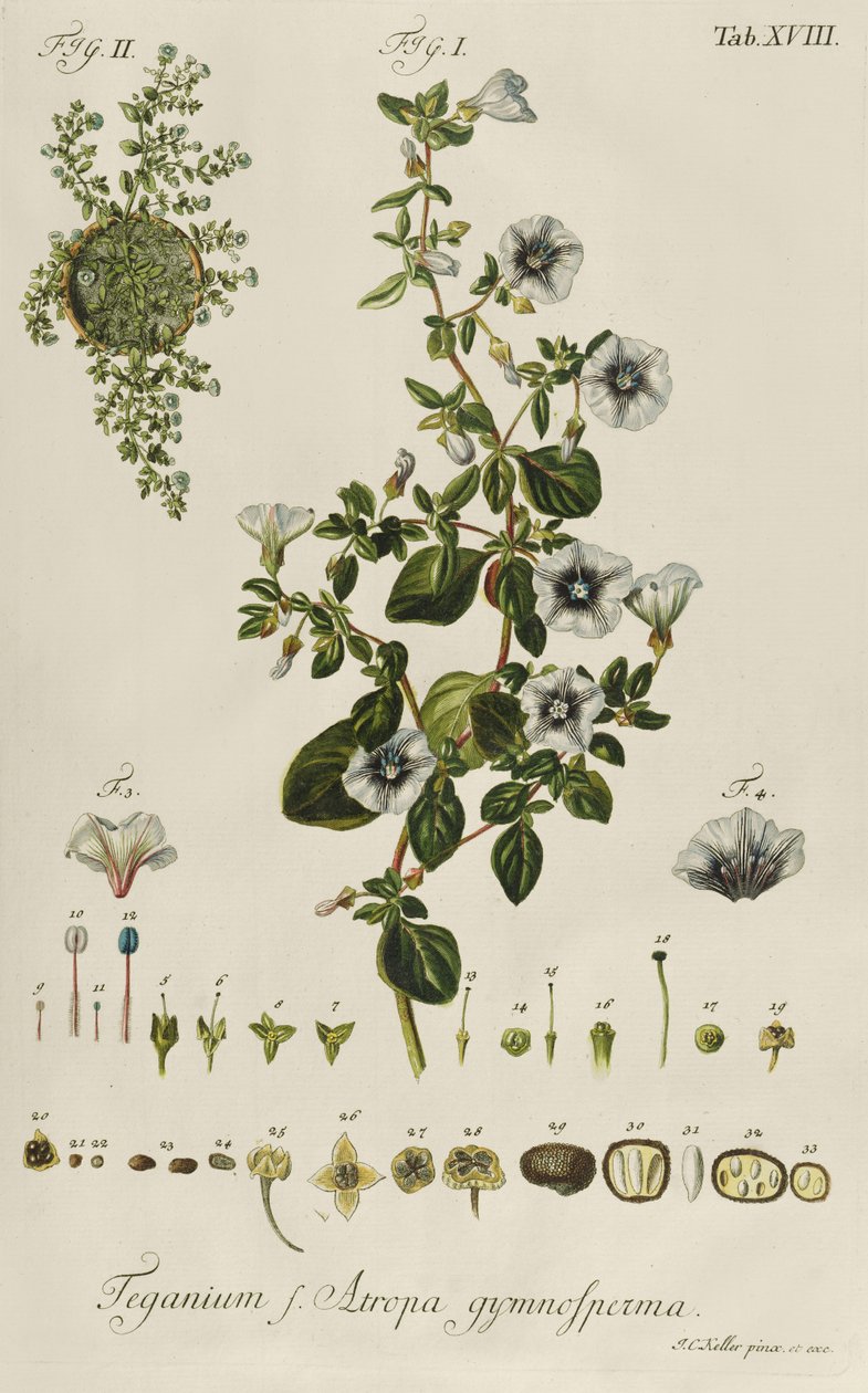 Powój: Teganius f. Atropa nagonasiana z „Rzadkich roślin” autorstwa Jakob Christoph Keller