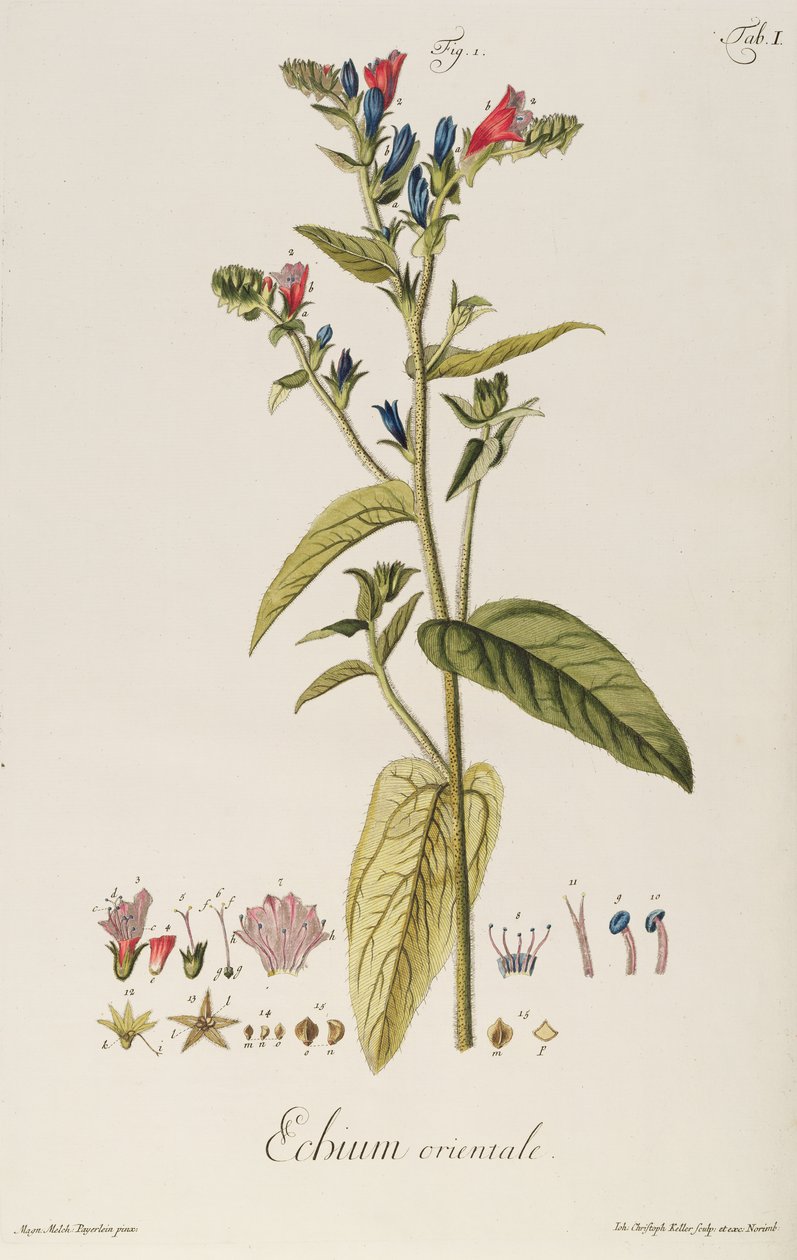 Echium: Orientale z „Ikon roślin”, ok. 1763 (ryc.) autorstwa Jakob Christoph Keller