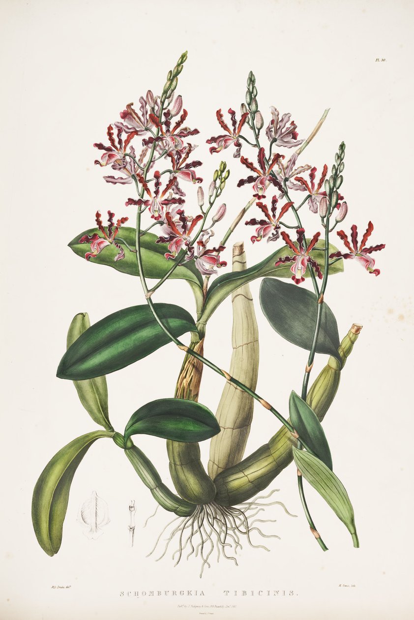 Ilustracja Myrmecophila tibicinas jako syn. Schomburgkia flutis autorstwa James Bateman