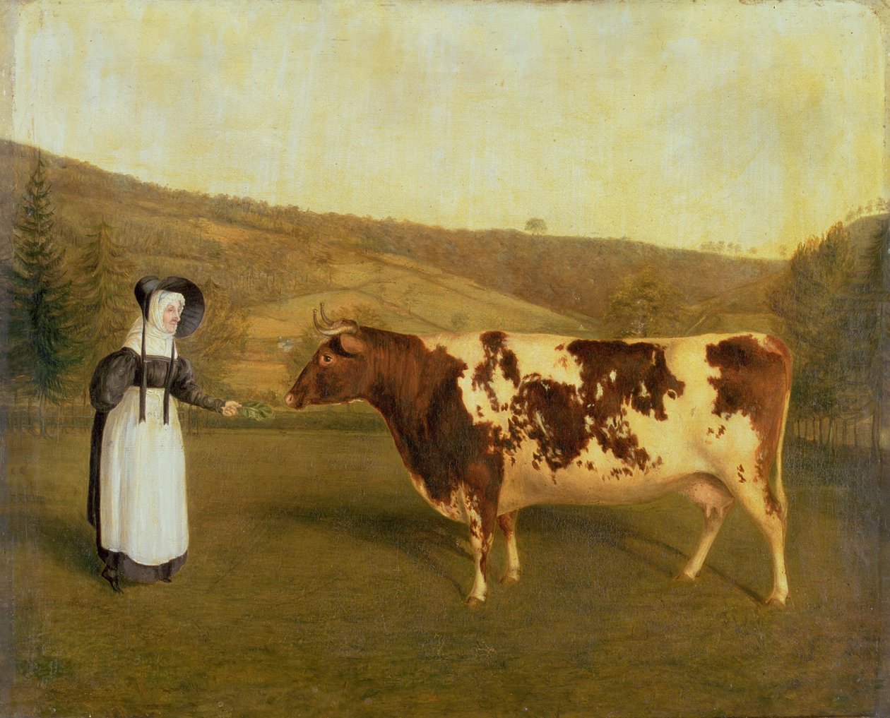 Krowa krótkoroga, ok. 1840-50 autorstwa James Flewitt Mullock