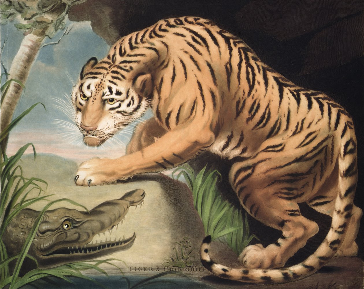 Tygrys i krokodyl, ryty przez Charlesa Turnera (1773-1857), wyd. James Daniell und Co., 1799 (grawerunek mezzotinta) autorstwa James Northcote