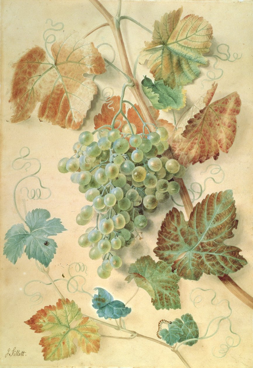 Białe winogrona autorstwa James Sillett