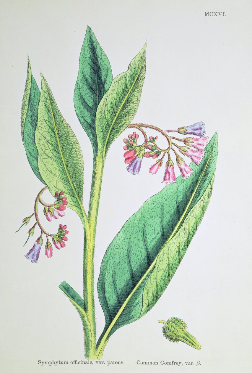 Żywokost lekarski, płyta MCXVI, ok. 1800 autorstwa James Sowerby