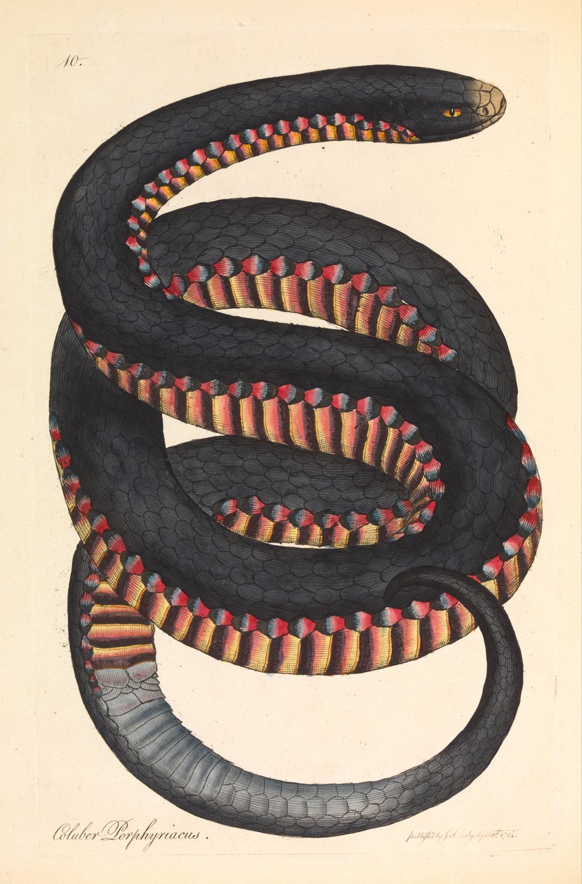 Karmazynowy Wąż, Coluber porphyriacus autorstwa James Sowerby