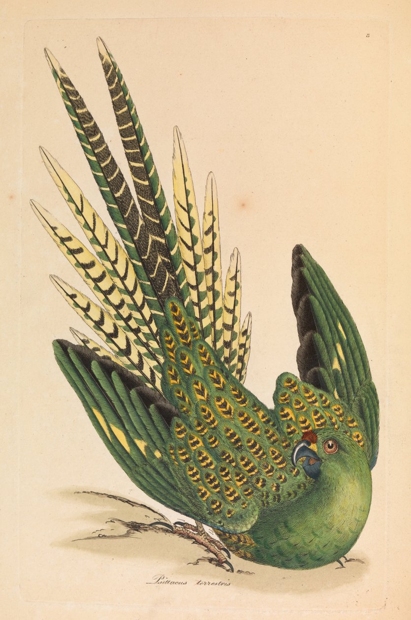 Papuga mielona, Psittacus terrestris autorstwa James Sowerby