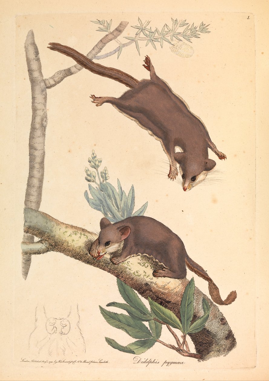 Opos karłowaty , Didelphis pygmaeus autorstwa James Sowerby