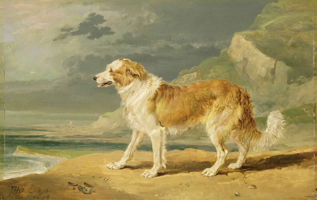 Collie szorstkowłosy, 1809 autorstwa James Ward