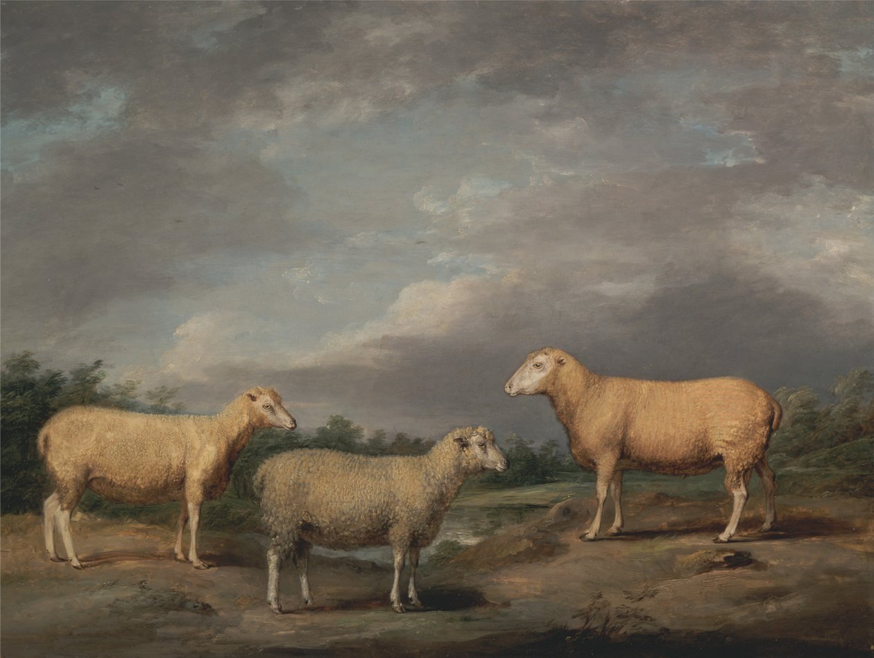 Ryelands Sheep, the Kings Ram, the Kings Ewe i Lord Somervilles Wether autorstwa James Ward