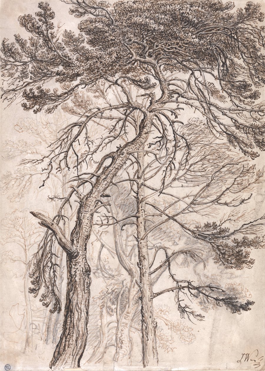 Studium Drzew autorstwa James Ward