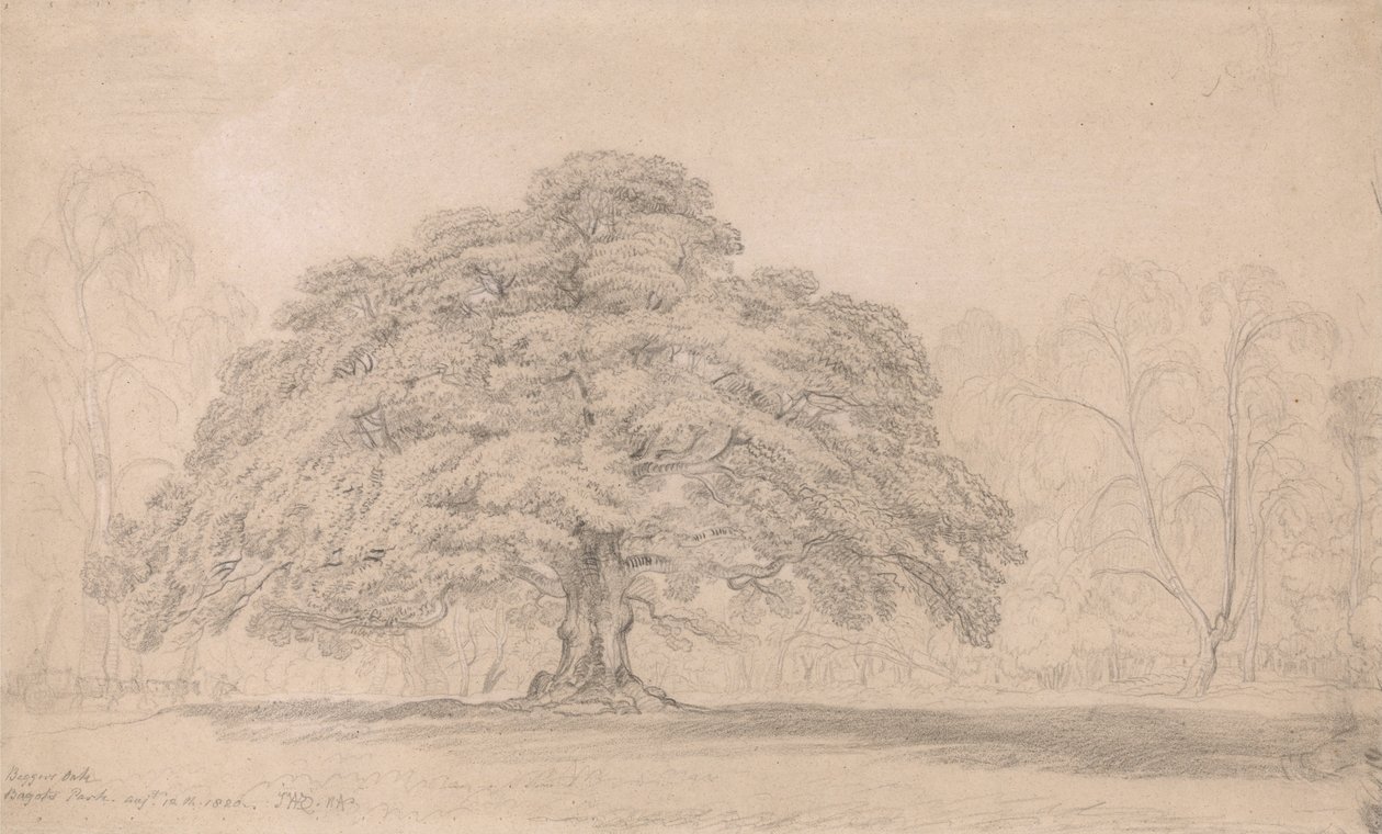 The Beggars Oak, Bagots Park, 12 sierpnia 1820 r. (Słynne starożytne drzewo na lordzie Bagots Blithfiel... autorstwa James Ward