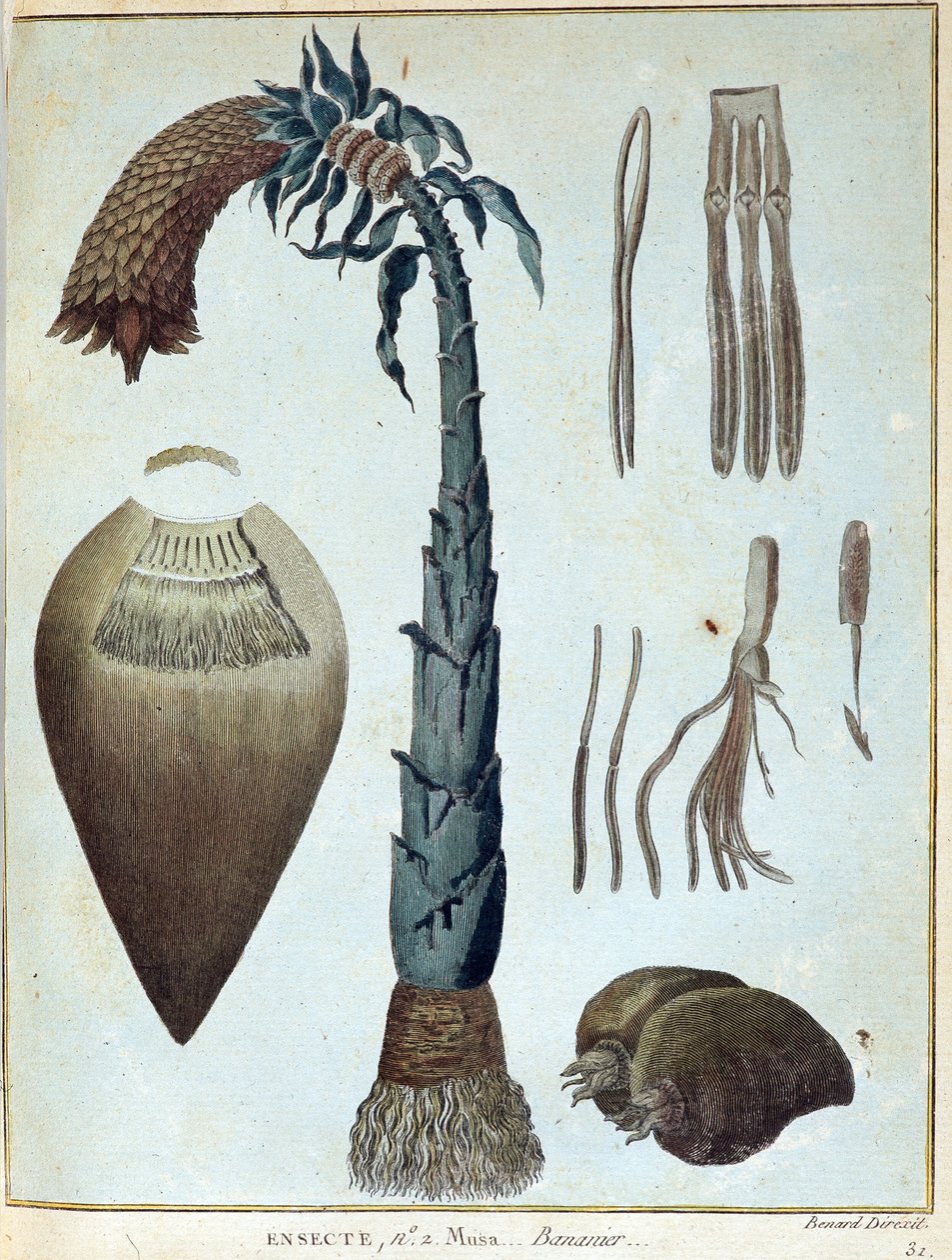 Banan - w „Podróży do Nubii i Abisynii podjętej w celu odkrycia źródeł Nilu w latach 1768-1772”, James Bruce, t. 1, Paryż autorstwa James Bruce