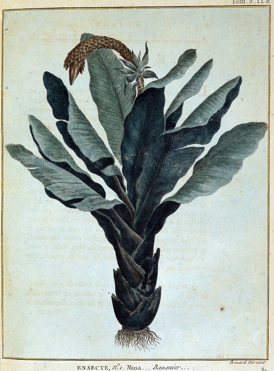 Banan - w "Podróż do Nubii i Abisynii podjęta w celu odkrycia źródeł Nilu w latach 1768-1772", James Bruce, t. 1, Paryż autorstwa James Bruce