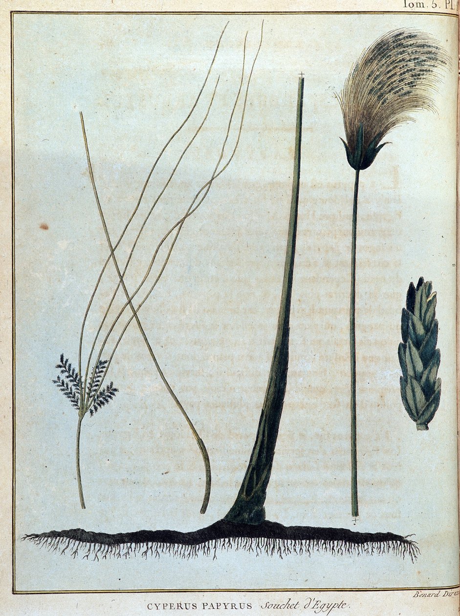 Papirus Cyperus, szczep Egiptu - w „Podróży do Nubii i Abisynii podjętej w celu odkrycia źródeł Nilu w latach 1768-1772”, James Bruce, t. 1, Paryż autorstwa James Bruce
