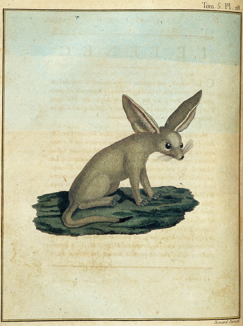 Fennec - w „Podróży do Nubii i Abisynii podjętej w celu odkrycia źródeł Nilu w latach 1768-1772”, James Bruce, t. 1, Paryż autorstwa James Bruce