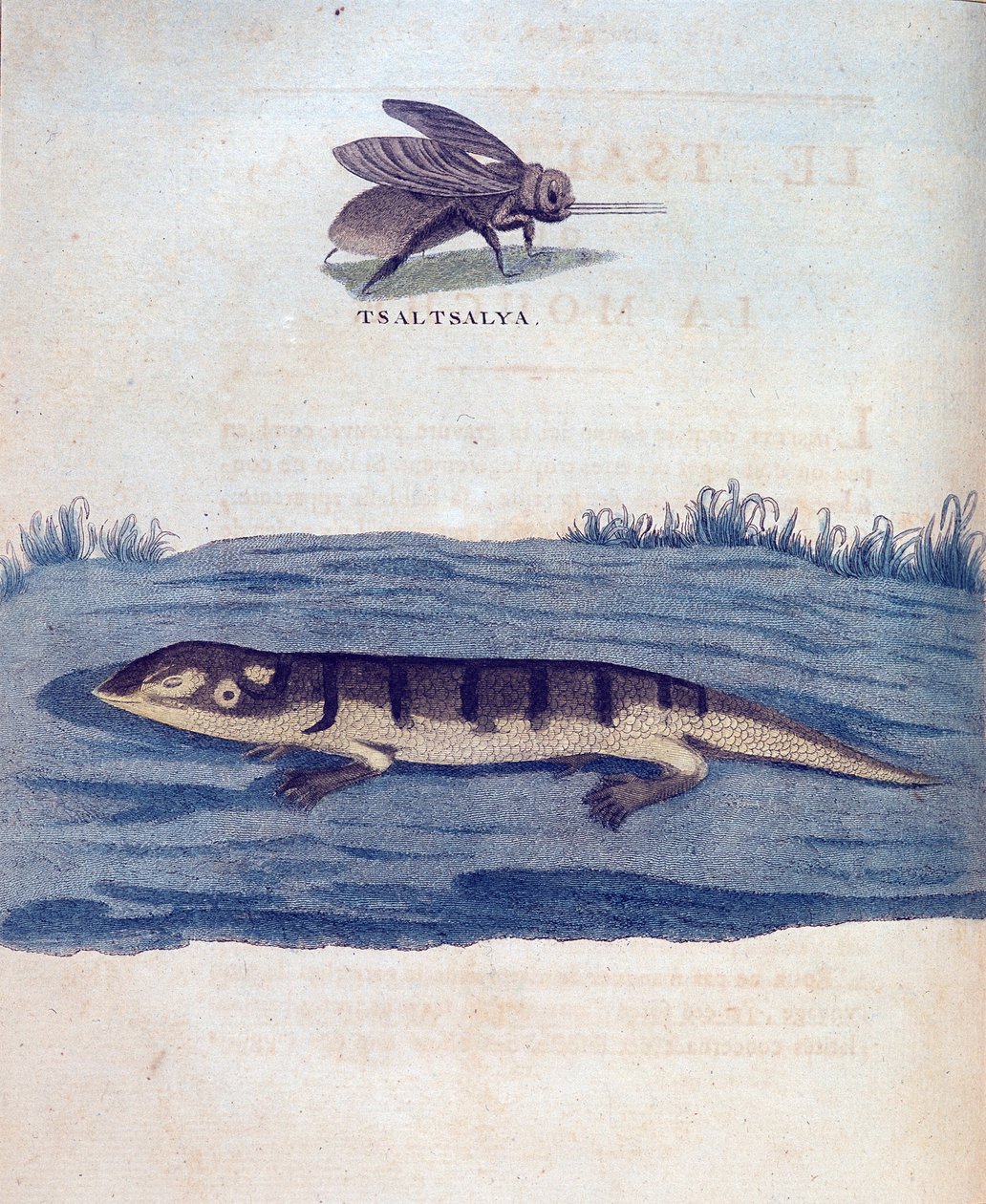 Mucha i lezard - w „Podróży po Nubii i Abisynii podjętej w celu odkrycia źródeł Nilu w latach 1768-1772”, James Bruce, Paryż autorstwa James Bruce