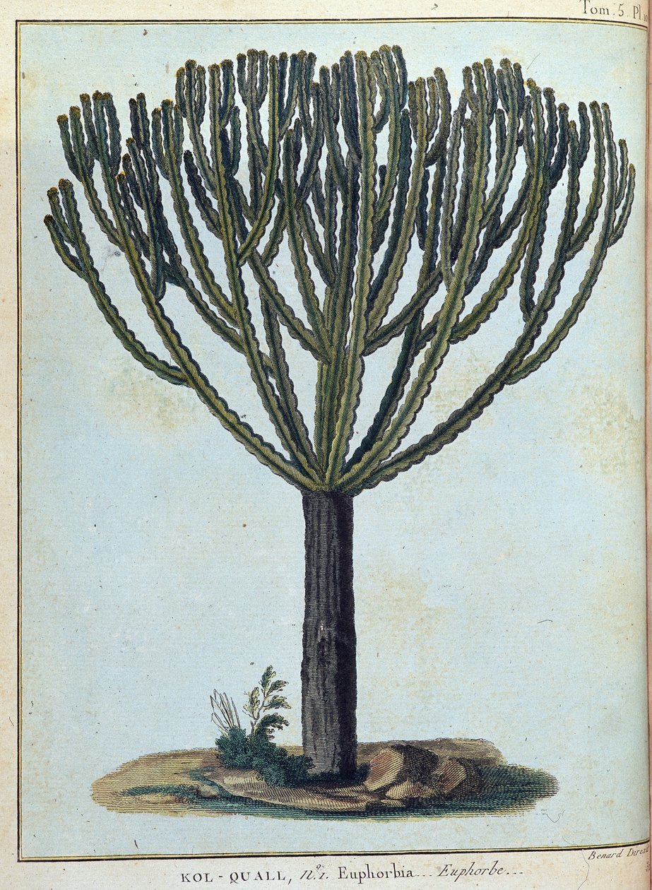 Kol-quall (Kol quall), euforbia (kaktus) - w „Podróży do Nubii i Abisynii podjętej w celu odkrycia źródeł Nilu w latach 1768-1772”, James Bruce, t. 1, Paryż autorstwa James Bruce
