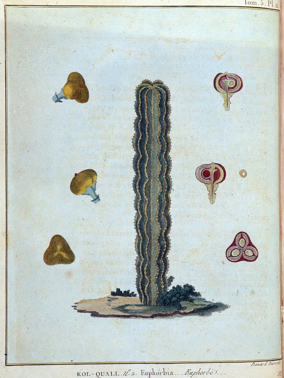 Kol-quall (Kol quall), euforbia (kaktus) - w „Podróży do Nubii i Abisynii podjętej w celu odkrycia źródeł Nilu w latach 1768-1772”, James Bruce, t. 1, Paryż autorstwa James Bruce