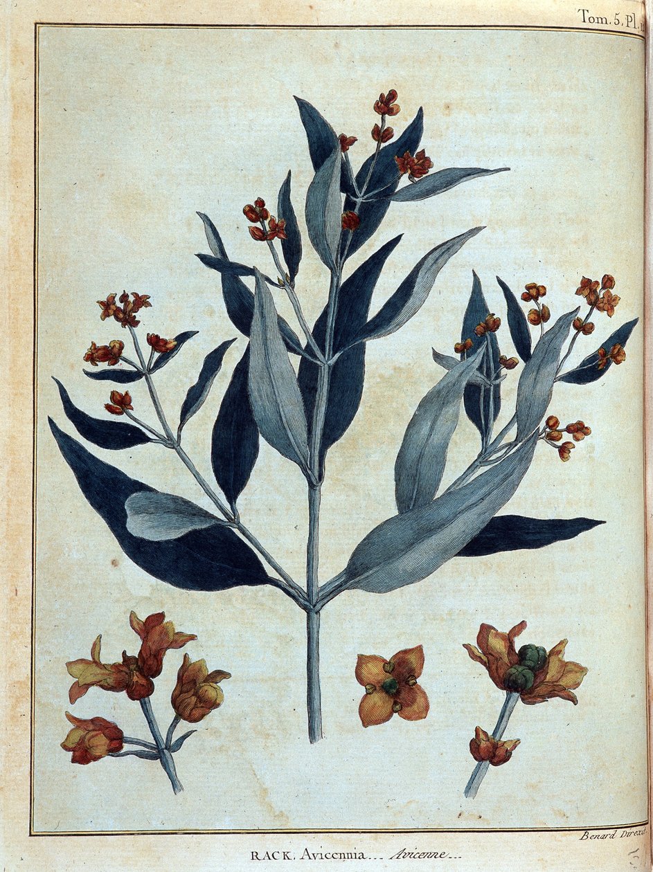 Rack, avicenne - w „Podróży po Nubii i Abisynii podjętej w celu odkrycia źródeł Nilu w latach 1768-1772”, James Bruce, t. 1, Paryż autorstwa James Bruce