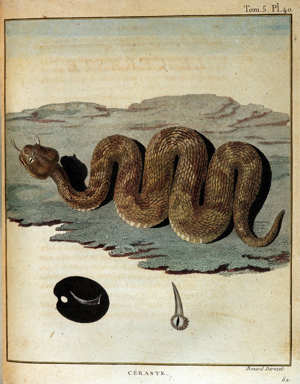 Wąż - w „Podróży do Nubii i Abisynii podjętej w celu odkrycia źródeł Nilu w latach 1768-1772”, James Bruce, Paryż autorstwa James Bruce