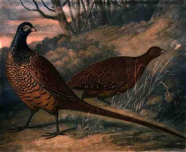 Bażanty, tablica 2 z British Feather Game, sztych. Charles Turner (1773-1857), wyd. R. Ackermann, ok. 1810 (rycina mezzotinta) autorstwa James (after) Barenger
