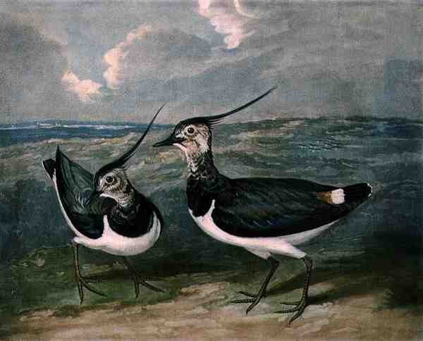 Siewki, tablica 9 z British Feather Game, ryt. Charles Turner (1773-1857), wyd. R. Ackermann, ok. 1810 (rycina mezzotinta) autorstwa James (after) Barenger