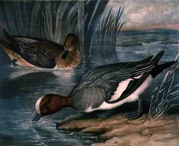 Widgeons, płyta 6 z British Feather Game, sztychowana przez Charlesa Turnera (1773-1857), wyd. R. Ackermann, ok. 1810 (rycina mezzotinta) autorstwa James (after) Barenger