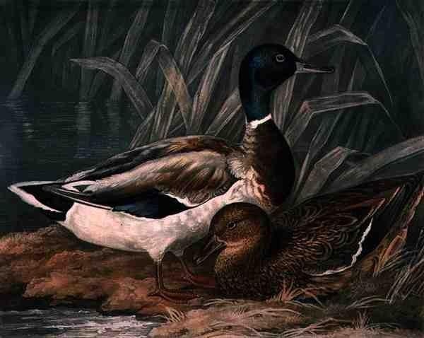 Dzikie kaczki, tablica 5 z British Feather Game, wyryta przez Charlesa Turnera (1773-1857), wydana przez R. Ackermanna, ok. 1810 (mezzotinta) autorstwa James (after) Barenger
