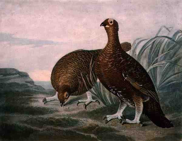 Red Grouse, tablica 8 z British Feather Game, rytowana przez Charlesa Turnera (1773-1857), wyd. R. Ackermann, ok. 1810 (rycina mezzotinta) autorstwa James (after) Sillett